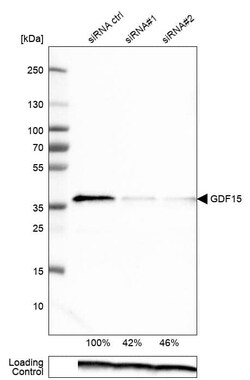 GDF-15 Antibody (CL0328) - Azide and BSA Free, Novus Biologicals 100 ul;