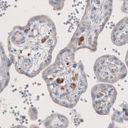 FCRN/FCGRT Antibody (CL3638) - Azide and BSA Free, Novus Biologicals 100