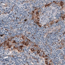 FCRN/FCGRT Antibody (CL3640) - Azide and BSA Free, Novus Biologicals 100