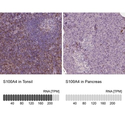 S100A4 Antibody (CL0237) - Azide and BSA Free, Novus Biologicals 100 ul;