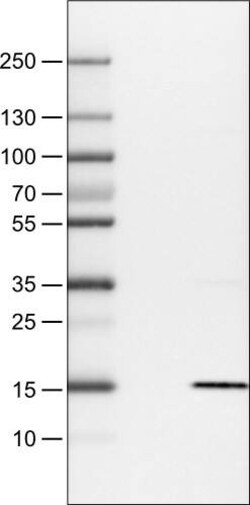 S100A4 Antibody (CL0237) - Azide and BSA Free, Novus Biologicals 100 ul;