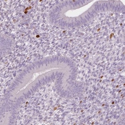 S100A4 Antibody (CL0237) - Azide and BSA Free, Novus Biologicals 100 ul;