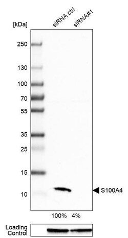 S100A4 Antibody (CL0239) - Azide and BSA Free, Novus Biologicals 100 ul;