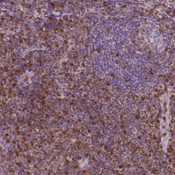 S100A4 Antibody (CL0239) - Azide and BSA Free, Novus Biologicals 100 ul;