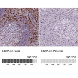 S100A4 Antibody (CL0240) - Azide and BSA Free, Novus Biologicals 100 ul;