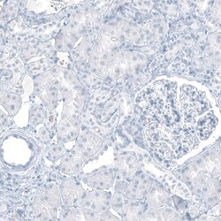 Cytokeratin 20 Antibody (CL9390) - Azide and BSA Free, Novus Biologicals