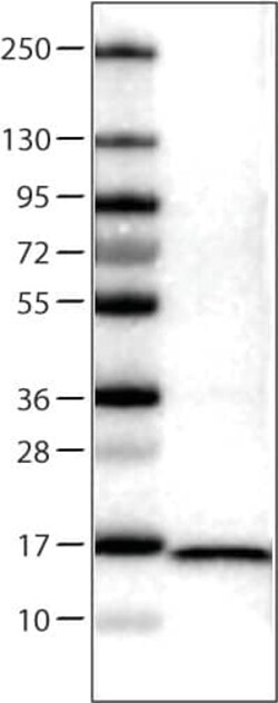 FABP7/B-FABP Antibody (CL0236) - Azide and BSA Free, Novus Biologicals