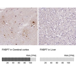 FABP7/B-FABP Antibody (CL0236) - Azide and BSA Free, Novus Biologicals