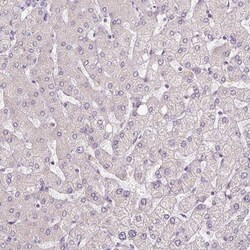 FABP7/B-FABP Antibody (CL0236) - Azide and BSA Free, Novus Biologicals