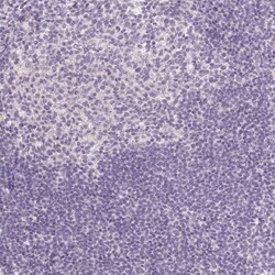 FABP7/B-FABP Antibody (CL0236) - Azide and BSA Free, Novus Biologicals