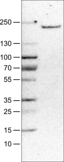 MMR/CD206/Mannose Receptor Antibody (CL0387) - Azide and BSA Free, Novus