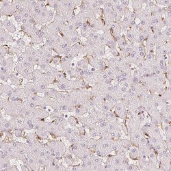 MMR/CD206/Mannose Receptor Antibody (CL0387) - Azide and BSA Free, Novus