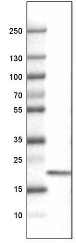 CD3 epsilon Antibody (CL1497) - Azide and BSA Free, Novus Biologicals 100