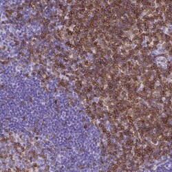 CD3 epsilon Antibody (CL1497) - Azide and BSA Free, Novus Biologicals 100