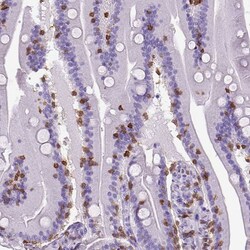 CD3 epsilon Antibody (CL1497) - Azide and BSA Free, Novus Biologicals 100