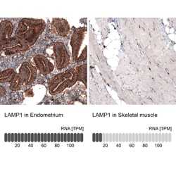 LAMP-1/CD107a Antibody (CL3484) - Azide and BSA Free, Novus Biologicals