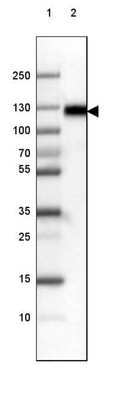 LAMP-1/CD107a Antibody (CL3484) - Azide and BSA Free, Novus Biologicals