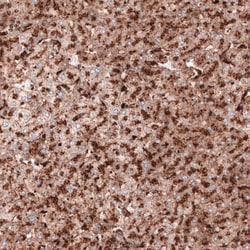 LAMP-1/CD107a Antibody (CL3484) - Azide and BSA Free, Novus Biologicals