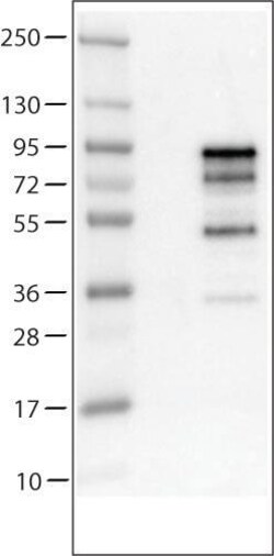 Chromogranin A Antibody (CL0166) - Azide and BSA Free, Novus Biologicals