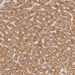 PGAM5 Antibody (CL0624) - Azide and BSA Free, Novus Biologicals 100 ul;