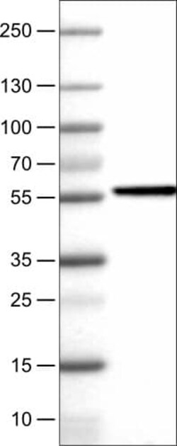 NAPRT1 Antibody (CL0665) - Azide and BSA Free, Novus Biologicals 100 ul;