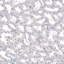 INSM1 Antibody (CL11630) - Azide and BSA Free, Novus Biologicals 100 ul;