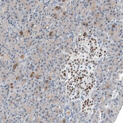 INSM1 Antibody (CL11630) - Azide and BSA Free, Novus Biologicals 100 ul;