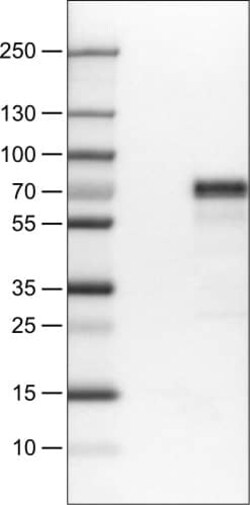 MEF2C Antibody (CL0369) - Azide and BSA Free, Novus Biologicals 100 ul;