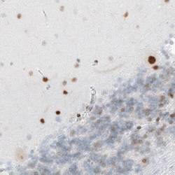 MEF2C Antibody (CL0369) - Azide and BSA Free, Novus Biologicals 100 ul;