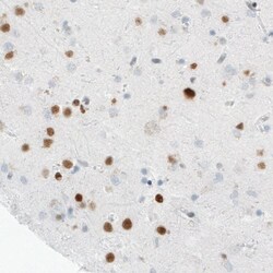 MEF2C Antibody (CL0369) - Azide and BSA Free, Novus Biologicals 100 ul;