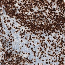 MEF2C Antibody (CL0369) - Azide and BSA Free, Novus Biologicals 100 ul;