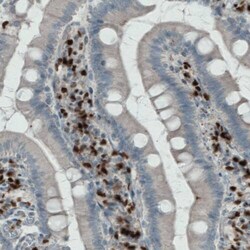 MEF2C Antibody (CL0368) - Azide and BSA Free, Novus Biologicals 100 ul;