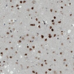 MEF2C Antibody (CL0368) - Azide and BSA Free, Novus Biologicals 100 ul;