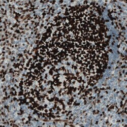 MEF2C Antibody (CL0368) - Azide and BSA Free, Novus Biologicals 100 ul;