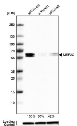 MEF2C Antibody (CL0368) - Azide and BSA Free, Novus Biologicals 100 ul;