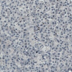 MEF2C Antibody (CL0368) - Azide and BSA Free, Novus Biologicals 100 ul;