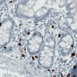 MMP-9 Antibody (CL0538) - Azide and BSA Free, Novus Biologicals 100 ul;