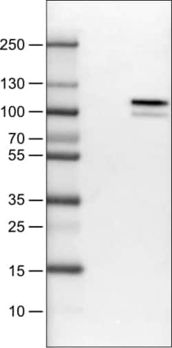 MMP-9 Antibody (CL0538) - Azide and BSA Free, Novus Biologicals 100 ul;