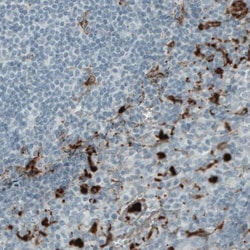 MMP-9 Antibody (CL0538) - Azide and BSA Free, Novus Biologicals 100 ul;