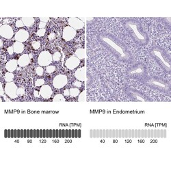 MMP-9 Antibody (CL0539) - Azide and BSA Free, Novus Biologicals 100 ul;