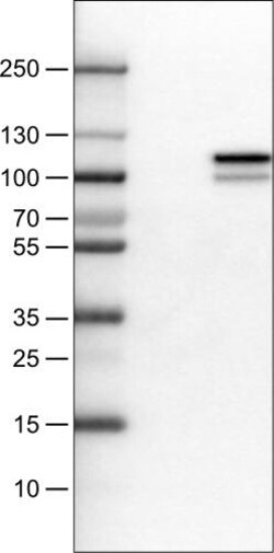MMP-9 Antibody (CL0539) - Azide and BSA Free, Novus Biologicals 100 ul;