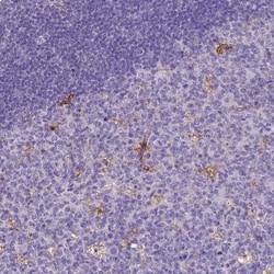 MMP-9 Antibody (CL0539) - Azide and BSA Free, Novus Biologicals 100 ul;