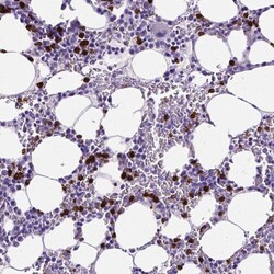 MMP-9 Antibody (CL0542) - Azide and BSA Free, Novus Biologicals 100 ul;
