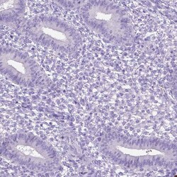 MMP-9 Antibody (CL0542) - Azide and BSA Free, Novus Biologicals 100 ul;