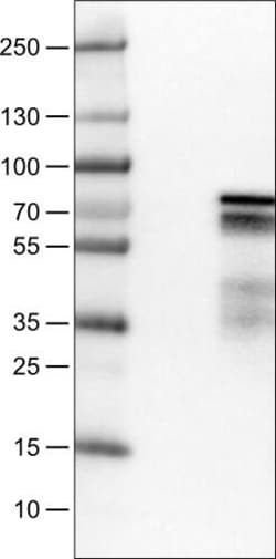 ZNF703 Antibody (CL0654) - Azide and BSA Free, Novus Biologicals 100 ul;