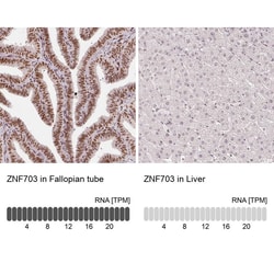 ZNF703 Antibody (CL0654) - Azide and BSA Free, Novus Biologicals 100 ul;