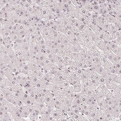 ZNF703 Antibody (CL0654) - Azide and BSA Free, Novus Biologicals 100 ul;