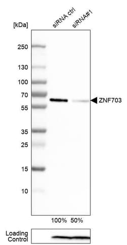 ZNF703 Antibody (CL0654) - Azide and BSA Free, Novus Biologicals 100 ul;