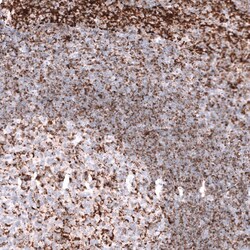 PBR Antibody (CL13359) - Azide and BSA Free, Novus Biologicals 100 ul;