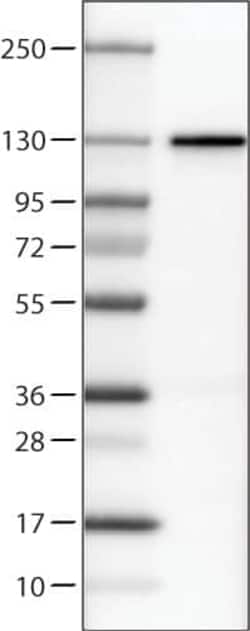 CTCF Antibody (CL0304) - Azide and BSA Free, Novus Biologicals 100 ul;
